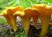 Cantharellus lutescens Mushroom / Mycelium Spores Spawn Dried Seeds