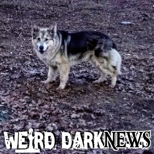 "Louisville Lassie": The Neighborhood Dog That Led Police to a Missing Toddler