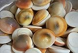 IndianStore4All Off White 11 Pcs Gomati Chakra