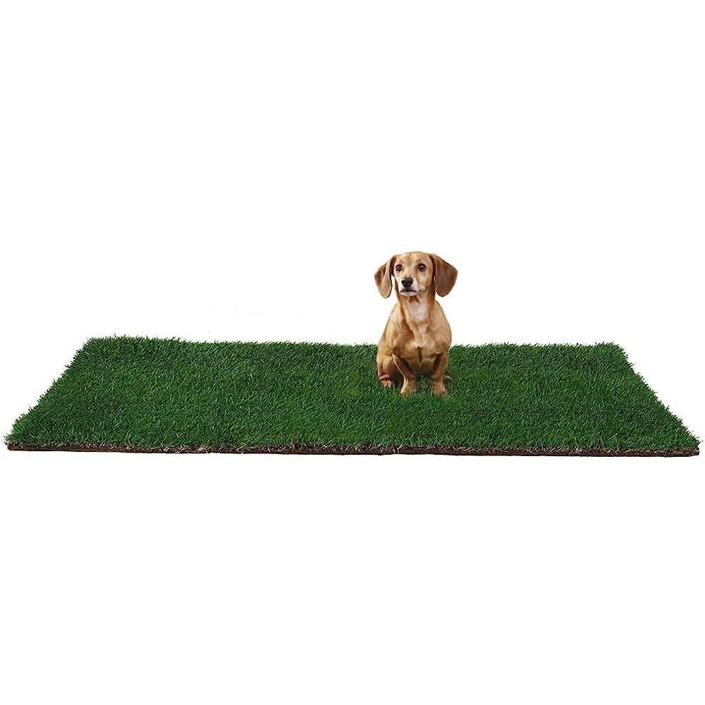 GreenZolla - L' Originale Lettiera per Cani in Erba Vera Naturale, Traversina 100% Naturale, Cuccia per Gatti in Vero Prato, Zona Gioco e relax per Animali Misura Maxi