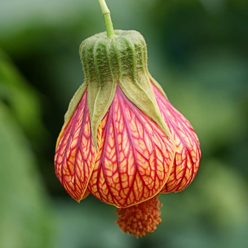2 Abutilon Plants Live for Planting 4 to 7 Inch Height, Lantern Abutilon Live Plants Bell Shaped Flowers, Abutilon Flowering Live Plants (Orange Abutilon Plants)