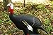 Shooter Field Logic 3D Archery Turkey Target, Black, One Size