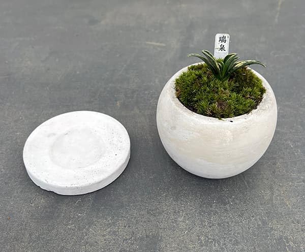 Amazon｜[ギフトに]オモト（万年青）：瑞泉[ずいせん]・鉢植え