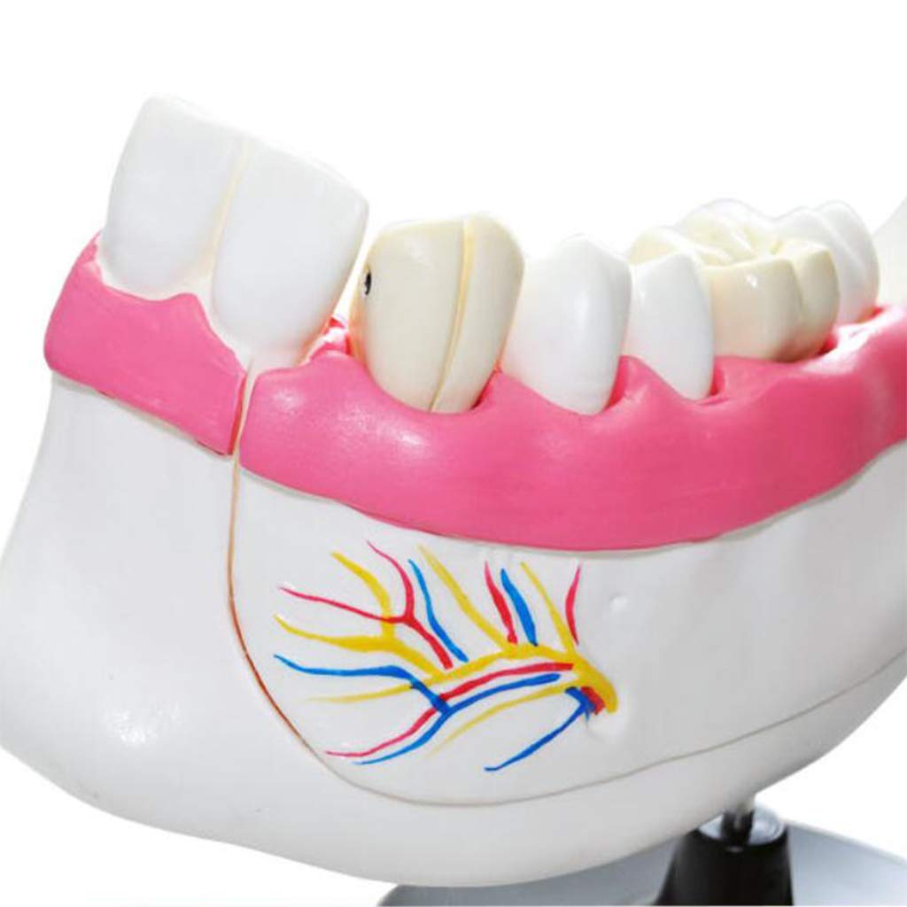 Modèle D'Enseignement Des Dents – Modèle Anatomique Des Dents – Modèle D'Enseignement De L'Étude Des Dents Dentaires Et Modèle D'Anatomie Molaire Pour Aide À La Formation Des Étudiants En Médecine