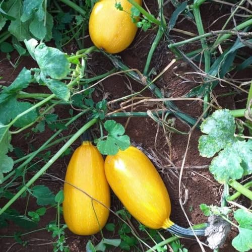 Sementes Abobrinha Macarrão Vegano (Linha Carol Costa) ISLA