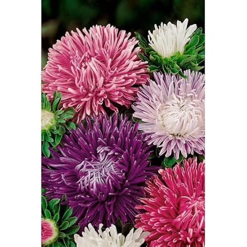 Semillas de flores - Reina margarita pluma - Mascarell