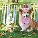 Pyuyan 4 Teiliges Haustier Geburtstag Outfits, Haustier Geburtstagsdekoration, Haustier Geburtstags Anzug, Haustier Tutu Rock Geburtstags, Haustier-Geburtstagstuch, für Hunde, Katzen, Haustiere