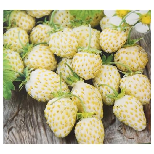 500 Samen Erdbeeren White Soul Weiße Monatserdbeere Erdbeere Fragaria