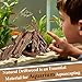 HEMYIS Natural Driftwood Branches for Aquariums&Reptiles-1.5lb,4-12in Length|Ideal for Aquascaping,Reptile Habitat Decor,and DIY Craft Projects (XM-Branches Medium 9 to 12 inch-1.5lb)