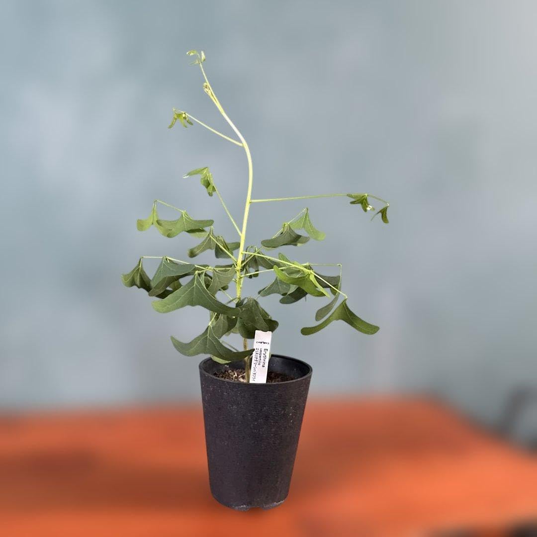 Amazon｜エリスリナ グリーンバタフライ4.5号｜観葉植物 オンライン通販