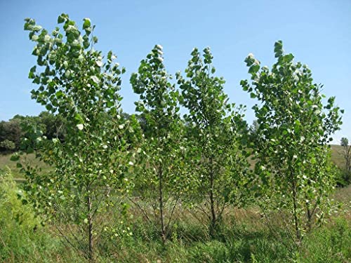 Hybrid Poplar Tree Cuttings For Planting - Fast Growing Shade Or Privacy Trees (10 Trees) #TOP2