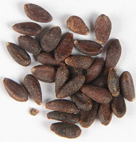 Preisvergleich Produktbild Berberitze Berberis vulgaris 70 Samen