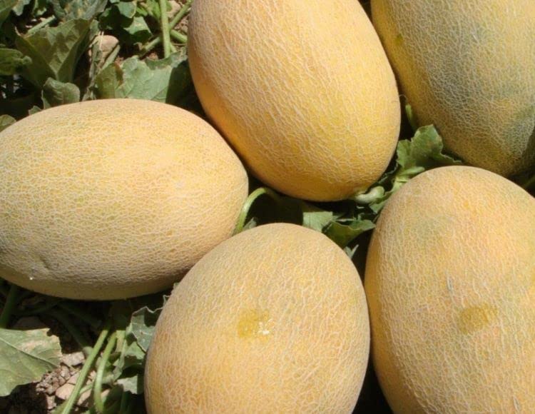 megcito Doğal Kavun Tohumu Ananas