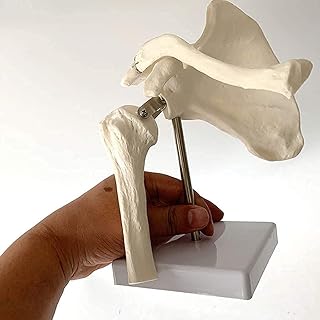 Anatomy Model, Educational Dolls Shoulder Joint Model Anatomical Skeleton Anatomy Model Scapula Anatomy for Science Classroom Study Display Teaching Medical Model for Medical Demonstration