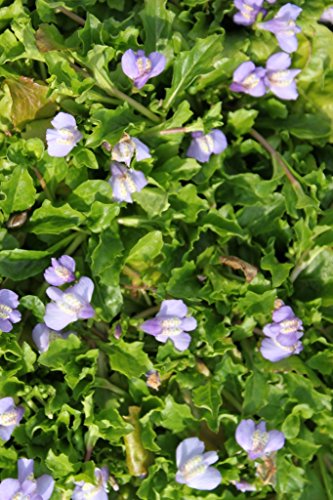 WASSERPFLANZEN WOLFF - 2er-Set - winterhart! - Mazus reptans -...