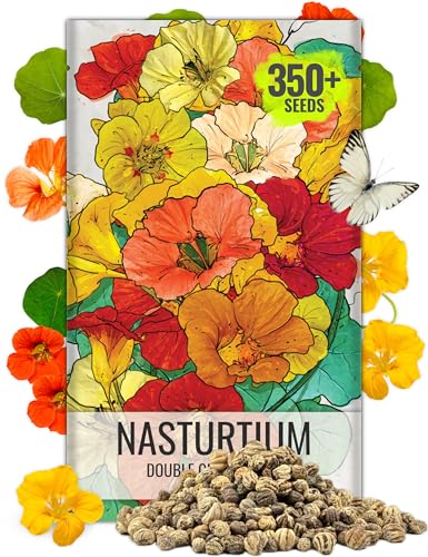 Seed Needs Flower Seeds Nasturtium Double Gleam Seed Edible Multicolor Blooms | 350+ Heirloom Seeds Tropaeolum Majus Untreated Bulk Flower Seed | 1.5 Ounce Resealable Pouch