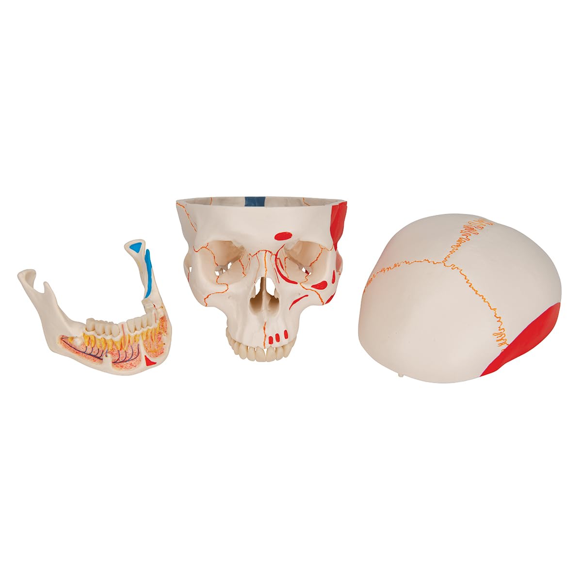 3B Scientific anatomia człowieka - klasyczny model ludzkiej czaszki z otwartą dolną szczęką, malowane, połączenia magnetyczne, 3 części darmowe oprogramowanie do anatomii - 3B Smart Anatomy