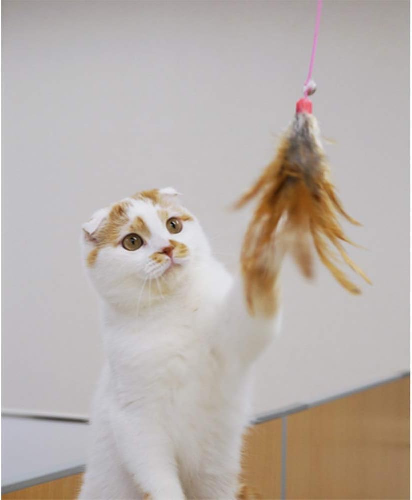 ハヤシ じゃれ猫宙返り