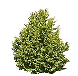 Samenchilishop (Immer nur einmal Versand)