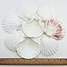 PEPPERLONELY 8 PC Large Great Scallop Sea Shells, Irish Deeps or Irish Baking Shells, 3 Inch ~ 4 Inch