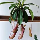 Kannenpflanze, Nepenthes mirabilis, zimmerpflanzen Nepenthes garten fleischfressende exotische winterharte balkonpflanzen 450Samen