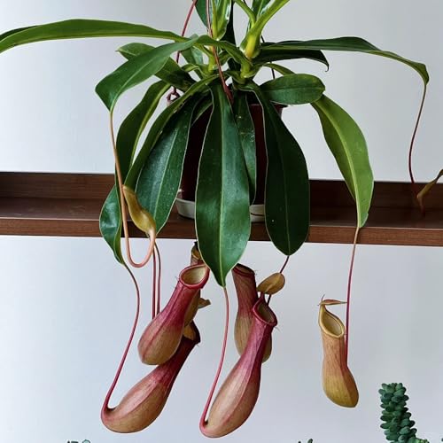 Semi di carnivora, Nepenthes mirabilis, Semi di Nepenthes, giardino rustici da balcone resistenti 450pcs