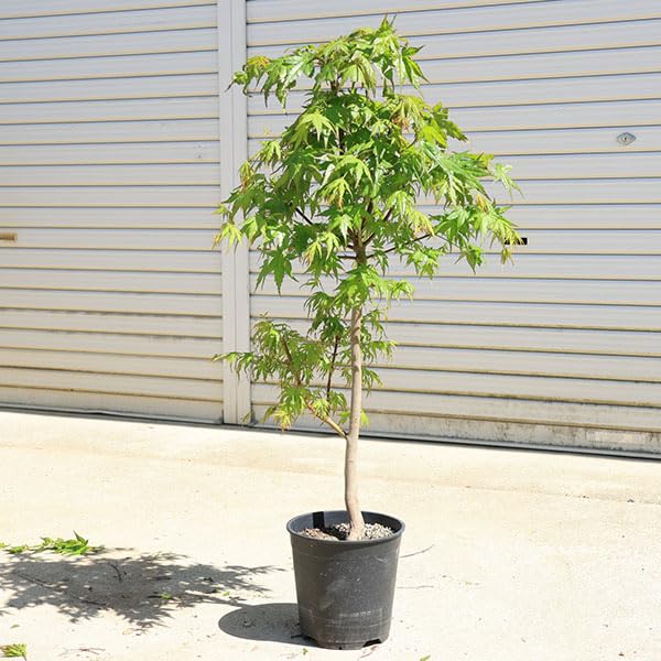 イロハモミジ 紅葉 7号 3 Amazon.co.jp: 庭木 植木：イロハもみじ*（いろはもみじ） 単木 ポット