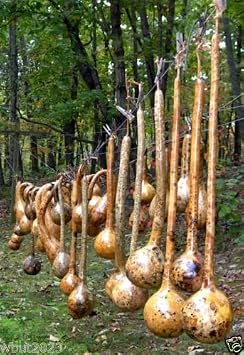 Dipper Gourd Seeds,12" long necks and bulbs with a diameter of 5-7"