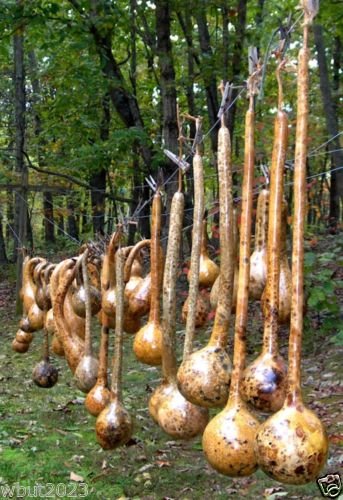 Dipper Gourd Seeds,12 Dipper Gourd Seeds,12