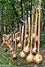 Dipper Gourd Seeds,12" long necks and bulbs with a diameter of 5-7"
