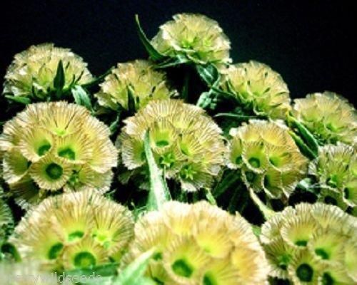 DRUMSTICK SCABIOUS Scabiosa Stellata Cut Flowers Bedding Plant Fresh 60 Seeds