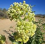 Desert Milkweed Seeds (Asclepias Erosa) - 20 Seeds-
