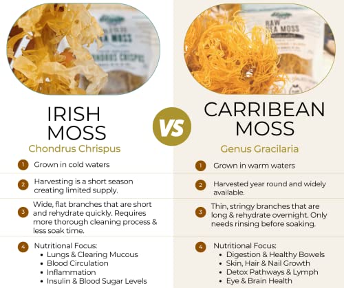 IRISH Sea Moss from Ireland | WILDCRAFTED | Chondrus Crispus | Raw Irish Moss | Golden