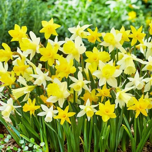 Colección de bulbos de narcisos con fragancia botánica (25 piezas...