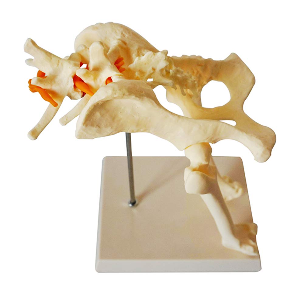 sjdoPulse Dog Hip Joint Skeleton Medical Model - Canine Dog Lumbar Vertebra Hip Joint with Femur Model - for Veterinary Teaching Medical Model