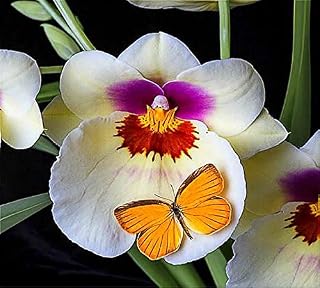 100 Rare butfalla Grains of Orchid Flower Seeds in Indoor Pot of Orchid Plants Very Easy graines Plant de Fleurs rares Garden: only Seeds