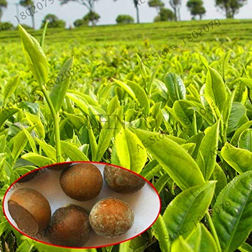 Teebaumpflanze – Die 15 besten Produkte im Vergleich - vitafit-academy.de