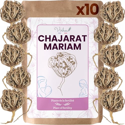 VIRHEA® Rose von Jericho Chajarat Mariam x10 - Echte Maryam Pflanze - Wunderschöne Kaf Pflanze für Dekoration - Ideal für Ihre Wohnung oder als Geschenk