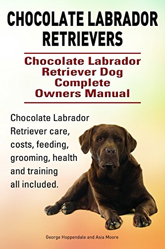labrador retriever care