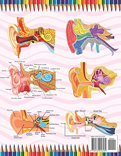 Ear Anatomy Coloring Book: Human Ear Anatomy Workbook For Kids. Human Ear Anatomy Coloring Pages for Kids Toddlers Teens. Human Body Student's ... and Activity Book for Kids & Toddlers. - Image 2