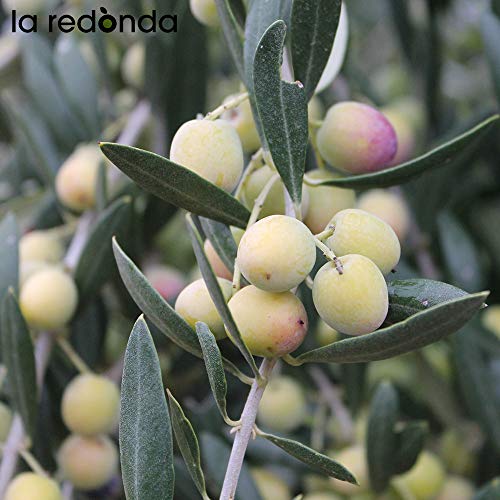 La Redonda - Olio d'oliva extravergine 100%