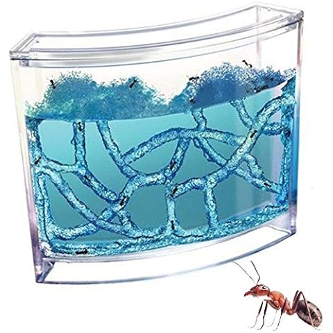 Tiyazxw Ant Nest With Acrylic Transparent Cover