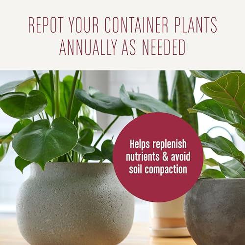 Miracle-Gro 72574500 Houseplant Potting Mix: Fertilized, Perlite Soil For Indoor Gardening thumb #9