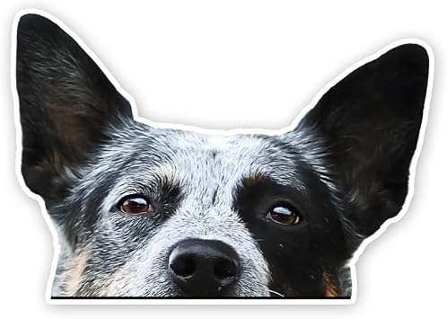 2pcs Peeking Australian Cattle Dog Vinyl Decal 5.91"x4.13", Alert Working Dog Sticker for Car, RV, Toolbox, Notebook, Ranch Lover Gift |#DK317