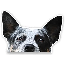2pcs Peeking Australian Cattle Dog Vinyl Decal 5.91"x4.13", Alert Working Dog Sticker for Car, RV, Toolbox, Notebook, Ranch Lover Gift |#DK317