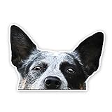 2pcs Peeking Australian Cattle Dog Vinyl Decal 5.91'x4.13', Alert Working Dog Sticker for Car, RV, Toolbox, Notebook, Ranch Lover Gift |#DK317