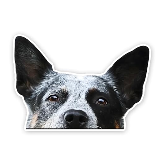 2pcs Peeking Australian Cattle Dog Vinyl Decal 5.91"x4.13", Alert Working Dog Sticker for Car, RV, Toolbox, Notebook, Ranch Lover Gift |#DK317