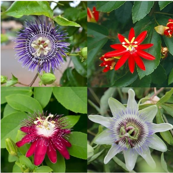 See full amazon price history chart for Mphmi Seedless Plant Indoor Plants Passiflora(Krishnakamal) Plant (Pack of 4 Colors) Mphmi Seedless Plant Indoor Plants Passiflora(Krishnakamal) Plant (Pack of 4 Colors) (B0CWF8D73Z) Amazon Price History, Amazon Price Tracker