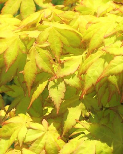 Summer Gold Japanese Maple- Best Gold in Summer - Does not Burn in Full Sun 1 - Year Live Tree