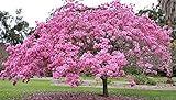 Green World Tabebuia avalanda/Pink Tabebuia/Deep Pink Tahebuia tree seeds for gardening & farming (10 gms seeds pack)